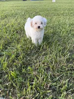 Emmy, a female Poodle - Toy  for sale in Munfordville, KY – 8 of 9