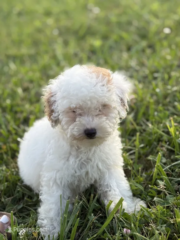 Emmy – Poodle - Toy  puppy for sale in Munfordville, KY