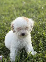 Emmy, a female Poodle - Toy  for sale in Munfordville, KY – 1 of 9