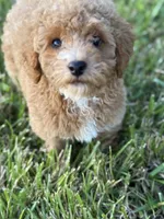 Mocha , a male Poodle - Toy  for sale in Munfordville, KY – 3 of 10