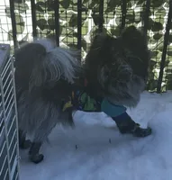 Rocket, a male Pomeranian for sale in Wilmington, DE – Photo 3 of 5