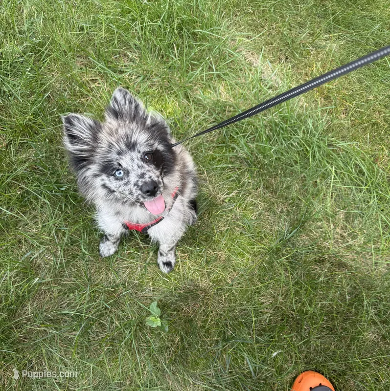 Rocket – Pomeranian puppy for sale in Wilmington, DE