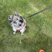 Rocket, a male Pomeranian for sale in Wilmington, DE – Photo 1 of 5