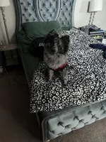 Rocket, a male Pomeranian for sale in Wilmington, DE – Photo 4 of 5