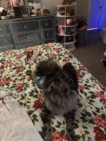 Rocket, a male Pomeranian for sale in Wilmington, DE – Photo 5 of 5