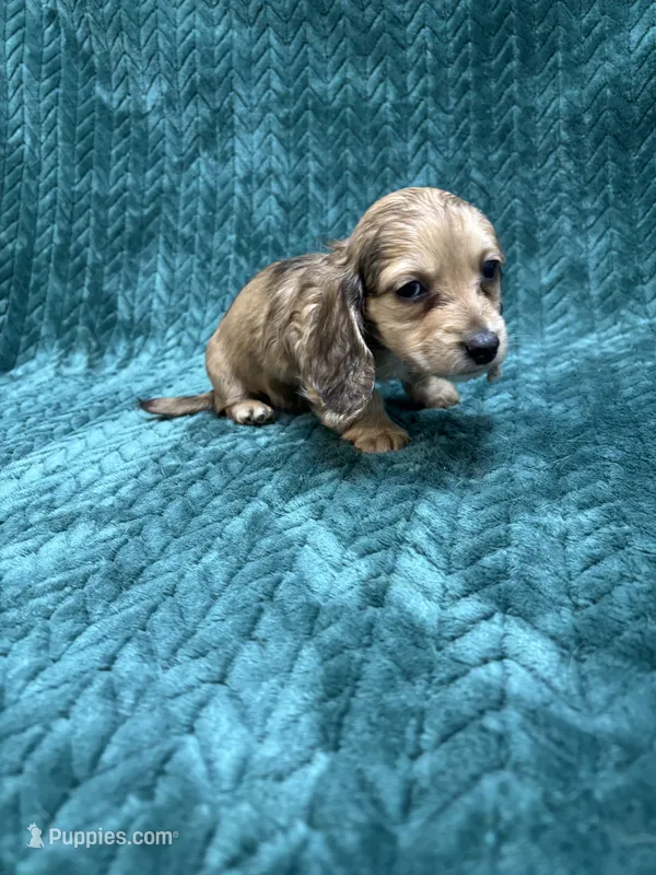 Shaded Cream Puppy – Miniature Dachshund puppy for sale in Phillipsburg, NJ