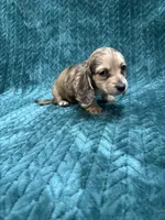 Shaded Cream Puppy, a female Miniature Dachshund for sale in Phillipsburg, NJ – 1 of 10