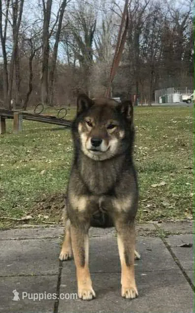 SESAME MALE IMPORTED FULL AKC – Shiba Inu puppy for sale in Phillipsburg, NJ