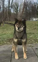 SESAME MALE IMPORTED FULL AKC, a male Shiba Inu for sale in Phillipsburg, NJ – 4 of 8
