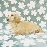 Adult Female, a female Miniature Dachshund for sale in Phillipsburg, NJ – Photo 1 of 4