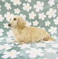 AKC Puppy, a male Miniature Dachshund for sale in Phillipsburg, NJ – Photo 1 of 4