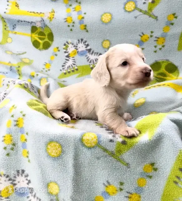 Puppy Cream – Miniature Dachshund puppy for sale in Phillipsburg, NJ