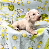 Adult Female, a female Miniature Dachshund for sale in Phillipsburg, NJ – Photo 4 of 4