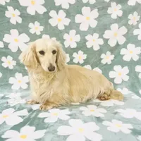 Adult Female, a female Miniature Dachshund for sale in Phillipsburg, NJ – Photo 3 of 4