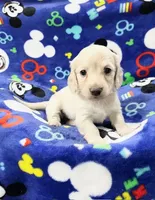 AKC Puppy, a male Miniature Dachshund for sale in Phillipsburg, NJ – Photo 2 of 4