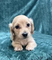 TINY F CREAM, a female Dachshund for sale in Phillipsburg, NJ – 8 of 8