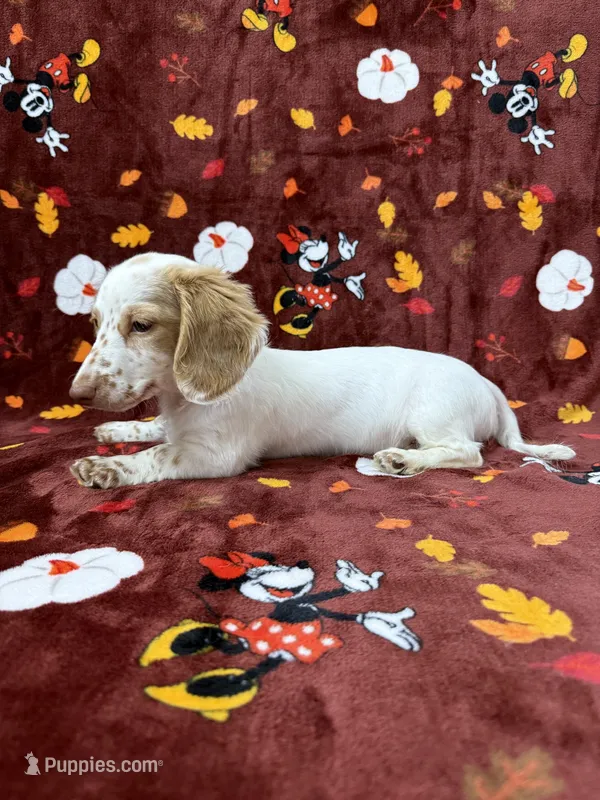 Adult CREAM AND WHITE PIEBLAD – Miniature Dachshund puppy for sale in Phillipsburg, NJ