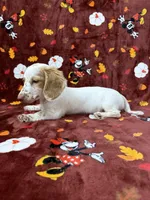 Adult CREAM AND WHITE PIEBLAD, a female Miniature Dachshund for sale in Phillipsburg, NJ – 7 of 8
