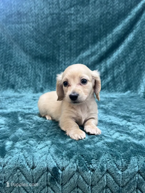 Fun Puppy!!! – Miniature Dachshund puppy for sale in Phillipsburg, NJ