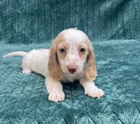 Cream Male 10 MONTH, a male Miniature Dachshund for sale in Phillipsburg, NJ – 3 of 4