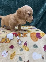 Puppy Cream Long Hair M, a male Miniature Dachshund for sale in Phillipsburg, NJ – 2 of 10
