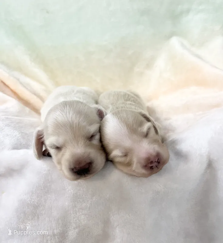 Shaded Cream  – Miniature Dachshund puppy for sale in Phillipsburg, NJ