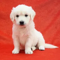 Beautiful, a male English Cream Golden Retriever for sale in Phillipsburg, NJ – Photo 3 of 5
