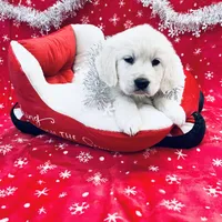 Beautiful, a male English Cream Golden Retriever for sale in Phillipsburg, NJ – Photo 4 of 5