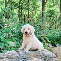 Beautiful, a male English Cream Golden Retriever for sale in Phillipsburg, NJ – Photo 2 of 5