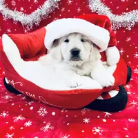 Beautiful, a male English Cream Golden Retriever for sale in Phillipsburg, NJ – Photo 5 of 5