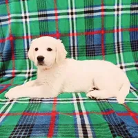 Beautiful, a male English Cream Golden Retriever for sale in Phillipsburg, NJ – Photo 1 of 5