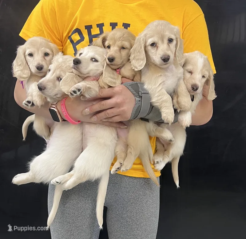 Long Hair female cream – Miniature Dachshund puppy for sale in Phillipsburg, NJ