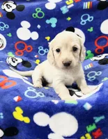 Shaded Cream , a female Miniature Dachshund for sale in Phillipsburg, NJ – 6 of 9