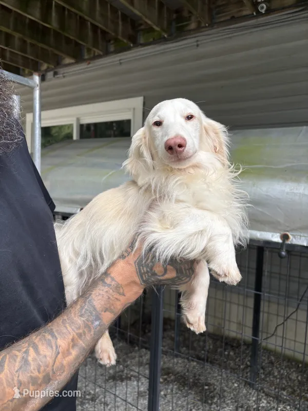 Cream Male 10 MONTH – Miniature Dachshund puppy for sale in Phillipsburg, NJ