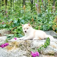 SESAME PUPPY, a male Shiba Inu for sale in Phillipsburg, NJ – Photo 5 of 10