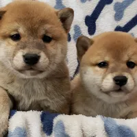SESAME PUPPY, a male Shiba Inu for sale in Phillipsburg, NJ – Photo 10 of 10