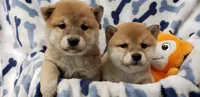 SESAME PUPPY, a male Shiba Inu for sale in Phillipsburg, NJ – Photo 10 of 10