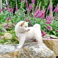 SESAME PUPPY, a male Shiba Inu for sale in Phillipsburg, NJ – Photo 9 of 10