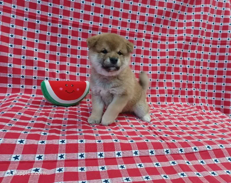 Sesame female – Shiba Inu puppy for sale in Phillipsburg, NJ