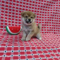 SESAME PUPPY, a male Shiba Inu for sale in Phillipsburg, NJ – Photo 6 of 10