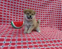 processed/b1e9b52d-6439-4123-ac27-4f1063d12beb/listing/2c932d2d-e9c0-48be-b5bd-8e8e7f8b48a0/3b1f7ef6-520f-44a0-b3c1-84c2c06f419f