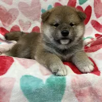 SESAME PUPPY, a male Shiba Inu for sale in Phillipsburg, NJ – Photo 2 of 10