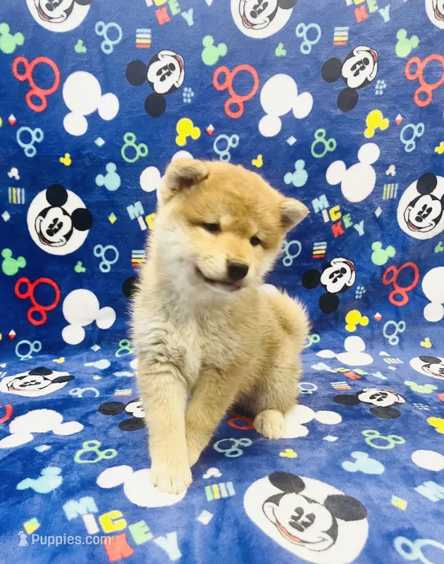 Shiba  – Shiba Inu puppy for sale in Phillipsburg, NJ