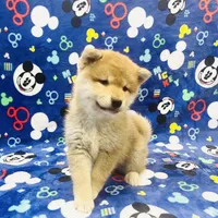 SESAME PUPPY, a male Shiba Inu for sale in Phillipsburg, NJ – Photo 4 of 10