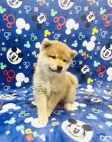 processed/b1e9b52d-6439-4123-ac27-4f1063d12beb/listing/2c932d2d-e9c0-48be-b5bd-8e8e7f8b48a0/651b47ad-7ef8-4274-a23c-9ca8d0f64896