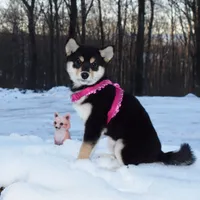 SESAME PUPPY, a male Shiba Inu for sale in Phillipsburg, NJ – Photo 7 of 10