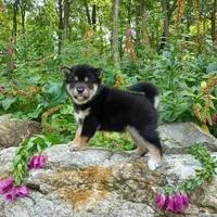 SESAME PUPPY, a male Shiba Inu for sale in Phillipsburg, NJ – Photo 8 of 10