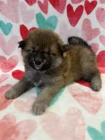 SESAME PUPPY, a male Shiba Inu for sale in Phillipsburg, NJ – Photo 1 of 10