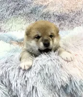 processed/b1e9b52d-6439-4123-ac27-4f1063d12beb/listing/2c932d2d-e9c0-48be-b5bd-8e8e7f8b48a0/d56e9114-b1a8-42e6-b952-68fa56606eb5