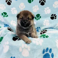 SESAME PUPPY, a male Shiba Inu for sale in Phillipsburg, NJ – Photo 3 of 10